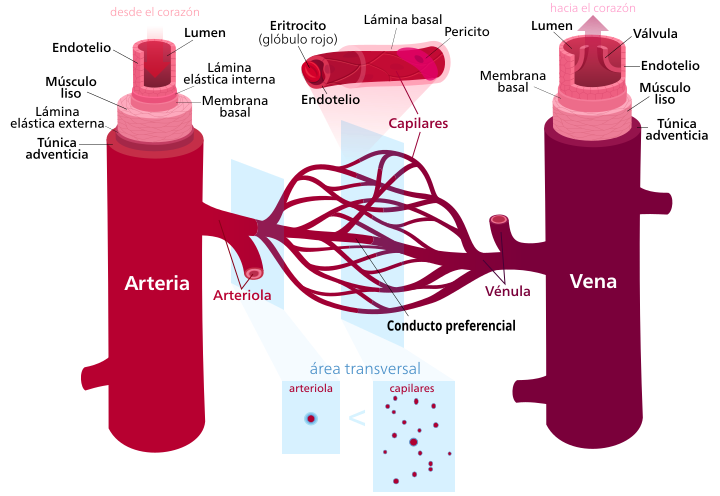 File:Vasos sanguíneos.svg