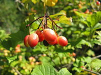 Viburnum trilobum