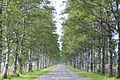 Row of White Birches (National Livestock Breeding Center Tokachi Station) 白樺並木（家畜改良センター十勝牧場）