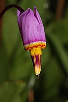   Dodecatheon pulchellum