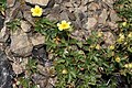 Potentilla glandulosa