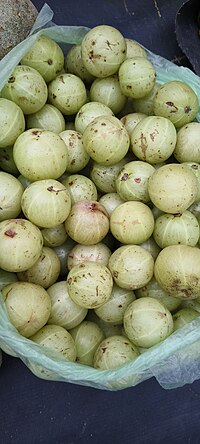 Thumbnail for File:Gooseberry ( Phyllanthus emblica).jpg