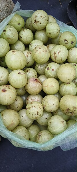 File:Gooseberry ( Phyllanthus emblica).jpg