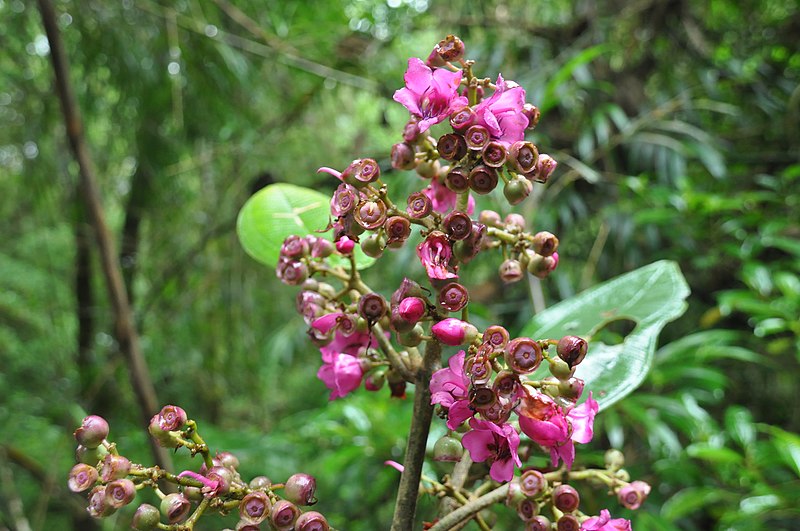 File:Meriania macrophylla.jpg