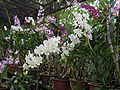 Dendrobium - Hybrid different varieties