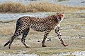 Deutsch: Geparde Acinonyx (cat.)