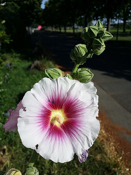 File:Alcea rosea sl23.jpg