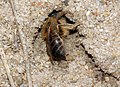 Deutsch: Seidenbiene (Colletes cunicularius) English: Colletes bee