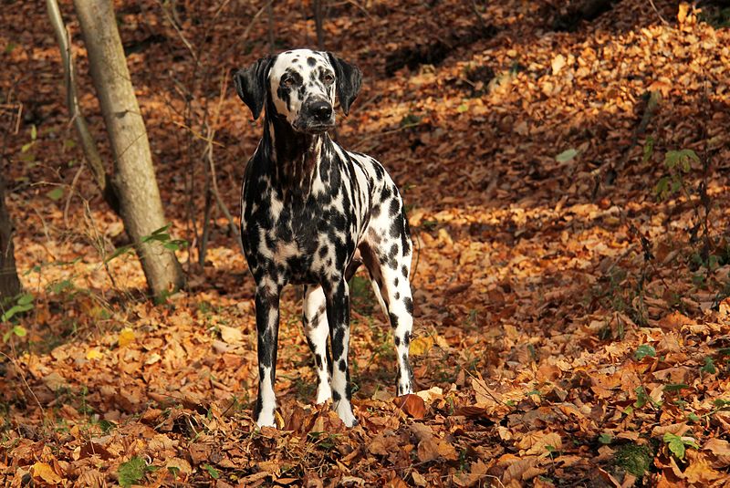 File:Dalmatian Angie.jpg