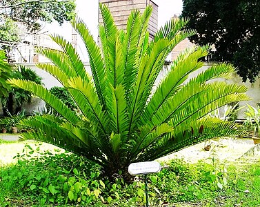 Encephalartos altensteinii