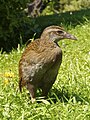 * Nomination Weka (Gallirallus australis) --LC-de 21:41, 25 January 2012 (UTC) * Promotion Nice, QI to me. --Avenue 13:19, 26 January 2012 (UTC)