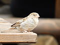 Deutsch: Wilder Haussperling (Passer domesticus) im Tierpark Bochum. English: Feral house sparrow (Passer domesticus) in the Tierpark Bochum, Germany.   This file was uploaded with Commonist.