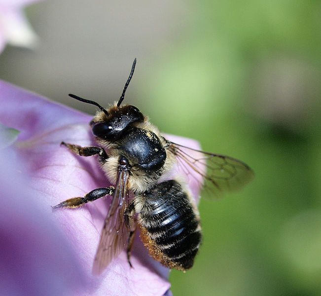 File:A big leafcutter bee.jpg