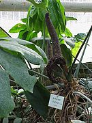 Anthurium digitatum