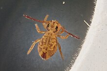 Dicyrtomina ornata (27072231358).jpg