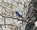 Eastern bluebird (Sialia sialis)