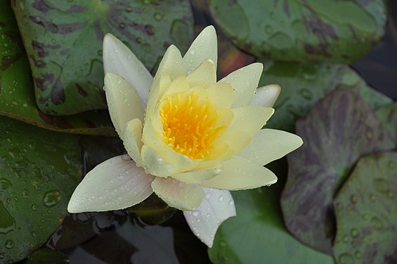 Fleur de lotus jaune