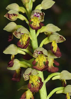 Orchis punctulata