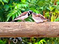 male feeding chick