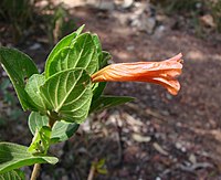 Ruellia villosa