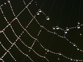 Drops on spiderweb