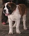 Puppy of Saint Bernard Dog