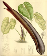 Anthurium gustavii