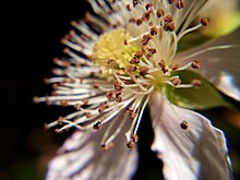 Blossom of Rubus fruticosus