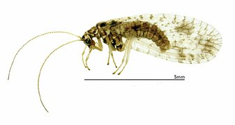 November 23: The brown lacewing Micromus variegatus.