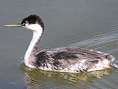 Aechmophorus occidentalis-swimming.jpg