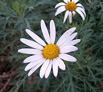 Argyranthemum frutescens (Daisy)