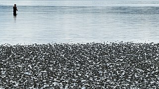 Fisherman at Gullmarsvik mudflats