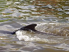 Pilot whale in Vágsfjørdur, Suðuroy