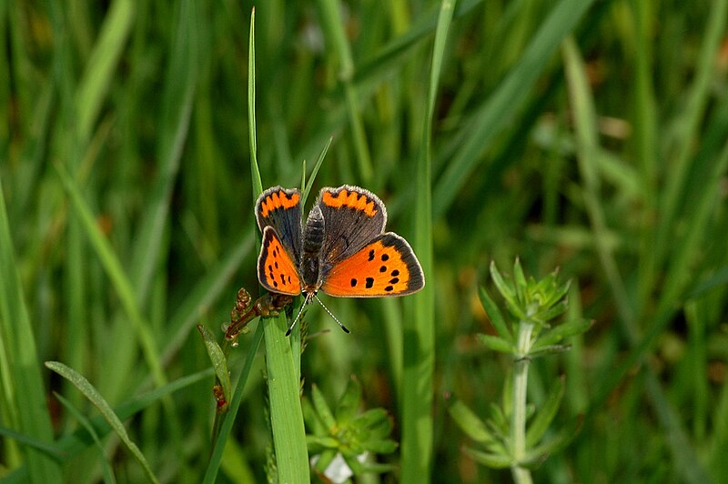 File:Lycaena phlaeas fg01.JPG