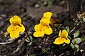 Mimulus guttatus