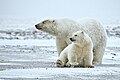 Arctic NWR, Beaufort Sea, Alaska