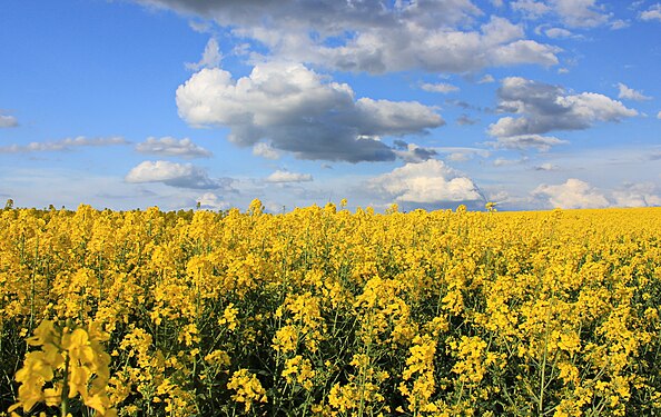 Rapsfeld beim Hohndorf. Erzgebirgskreis, Sachsen.