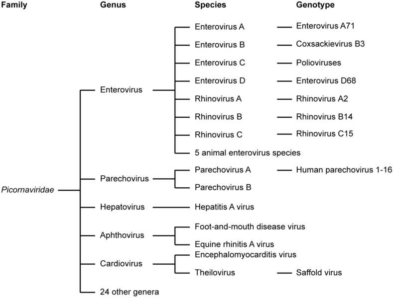 File:Viruses-07-02832-g001.png