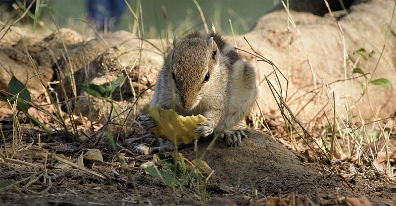 File:A Squirrel eating chip!.jpg