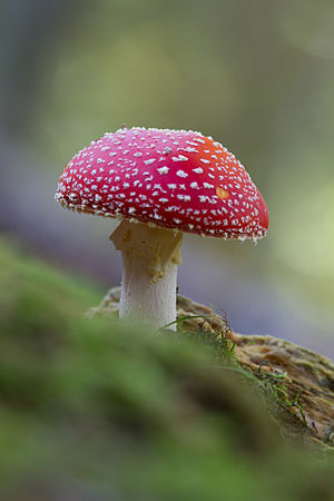 A fly agaric (Amanita Muscaria) from Switzerland.