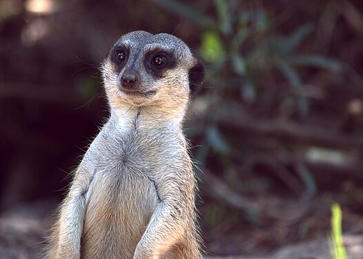 Meerkat keeping watch at Oakland Zoo in CA