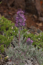 Phacelia sericea