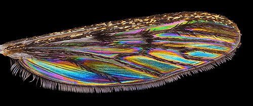 Wing interference patterns in the banded mosquito Culiseta annulata