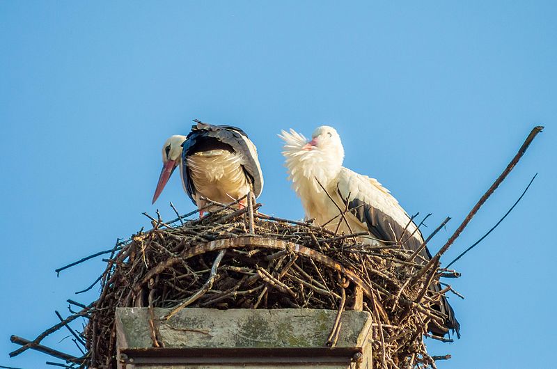 File:Storchenpaar in den unteren Marchauen.jpg