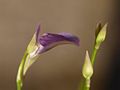 Utricularia babui flora