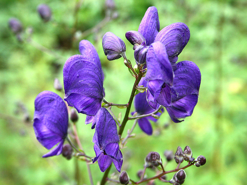 File:Aconitum napellus JPG1a.jpg