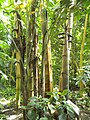 Deutsch: Bambus im Tropenhaus des Botanischen Gartens Bochum. English: Bamboo in the tropical greenhouse of the Bochum botanical garden.