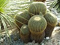 Deutsch: Goldkugelkaktus („Schwiegermuttersitz“) im Wüstenhaus des Botanischen Gartens Bochum. English: Golden Ball („Mother-in-Law's Cushion“) in the desert greenhouse of the Bochum botanical garden.