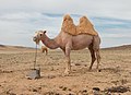 * Nomination Camel farm in central Mongolia in May. Khovd aimak region --Alexandr frolov 09:05, 23 March 2019 (UTC) * Promotion  Support Good quality. --Der Angemeldete 18:13, 27 March 2019 (UTC)