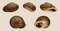 * Nomination Shell of Hemicycla ethelema, an endemic land snail of Gran Canaria --Llez 11:24, 14 January 2012 (UTC) * Promotion Is there an issue with the white balance or is the background slightly reddish/pink (may be fully artifical)? Please let us know. Apart from that excellent quality. --NorbertNagel 13:25, 14 January 2012 (UTC) The background is completely artificial, I chose this colour and not white, for I think it fits better to the color of the shell (the shell is too dark for a black background). Please compare also for example [1], [2],[3], [4] and many others --Llez 15:52, 14 January 2012 (UTC)  Support QI & Usefull --Archaeodontosaurus 15:34, 14 January 2012 (UTC)